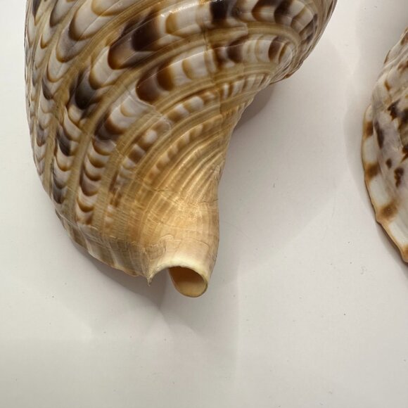 Charonia Tritonis (Triton's Trumpet) Two Pieces Vintage Shells - Picture 3 of 9